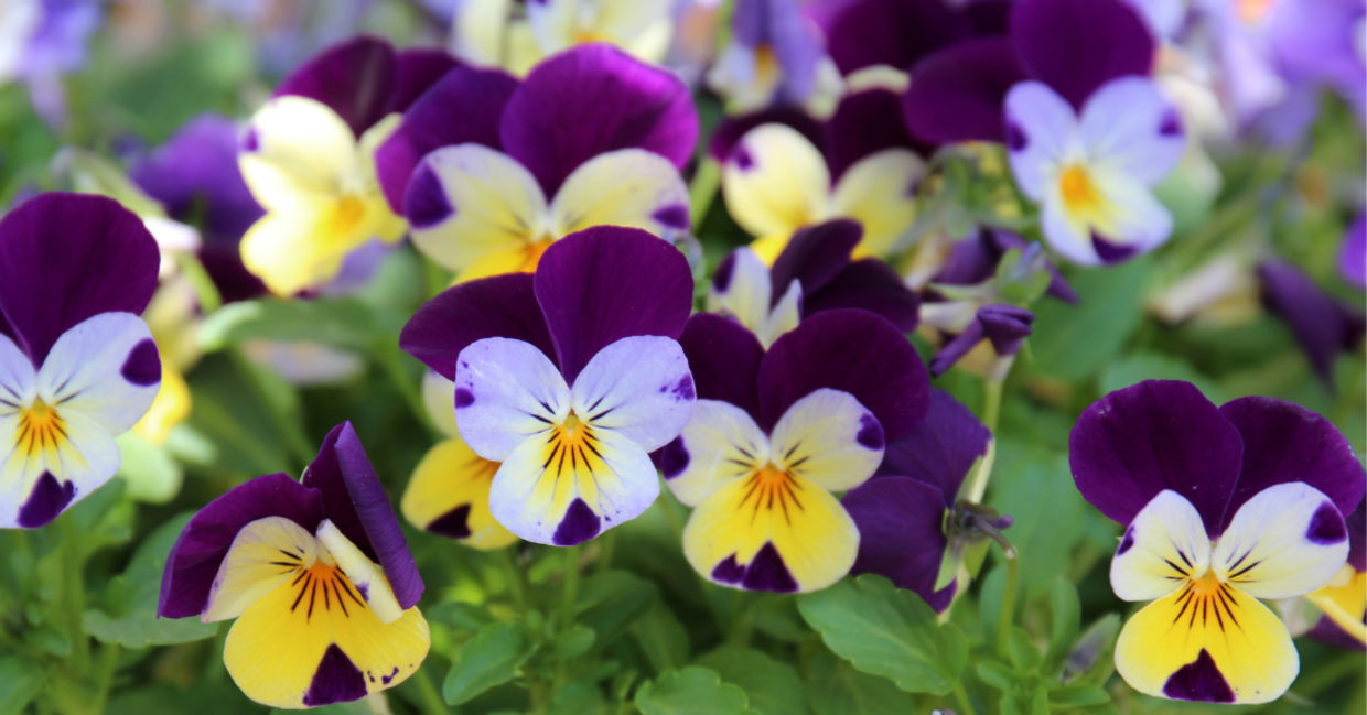 Pansies in the garden. Pansies in the garden.