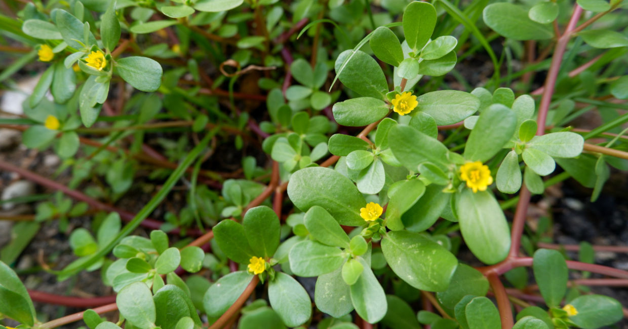 This common weed could be the solution to climate change. This common weed could be the solution to climate change.