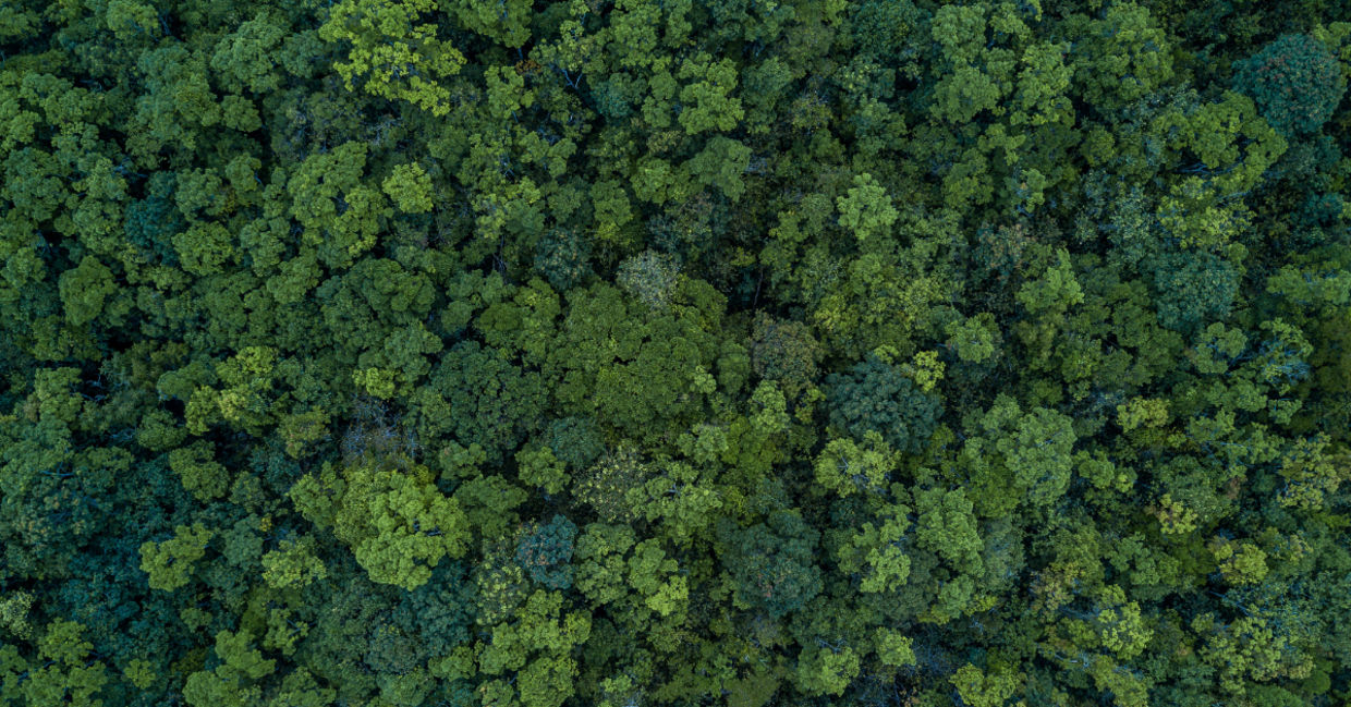 Top shot of a forest. Top shot of a forest.