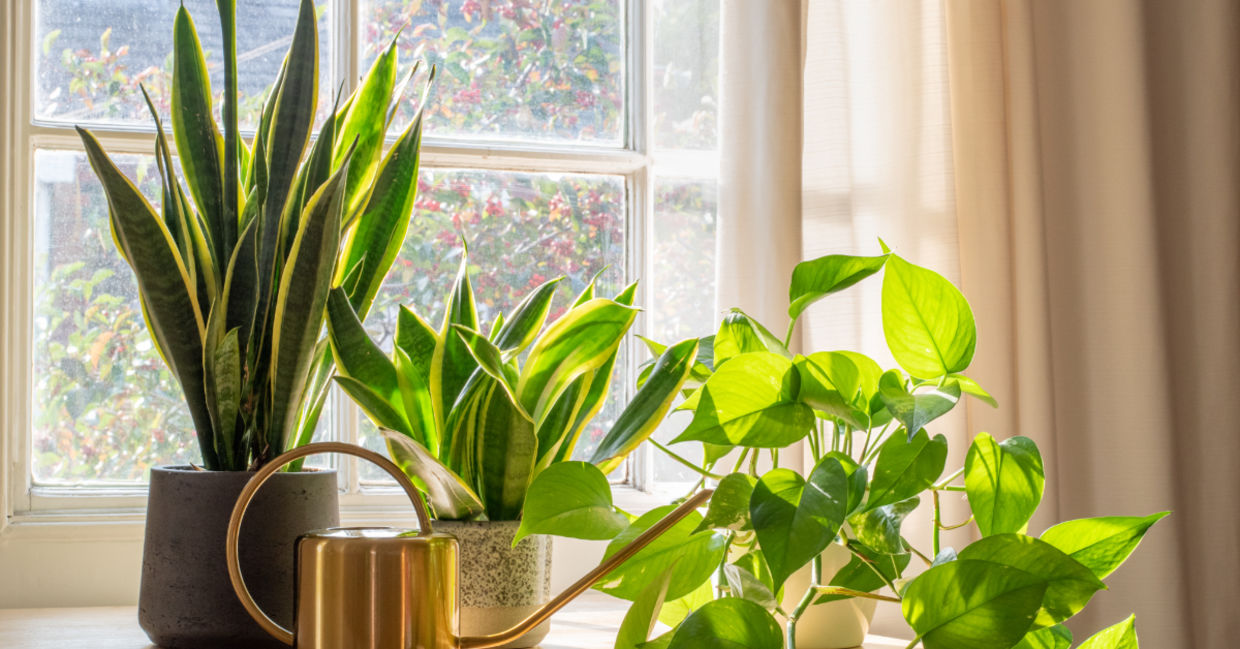Houseplants can clean the air in your home. Houseplants can clean the air in your home.