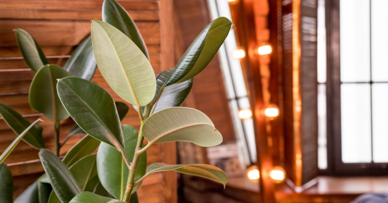Rubber plants are hardy indoor air cleaners. Rubber plants are hardy indoor air cleaners.