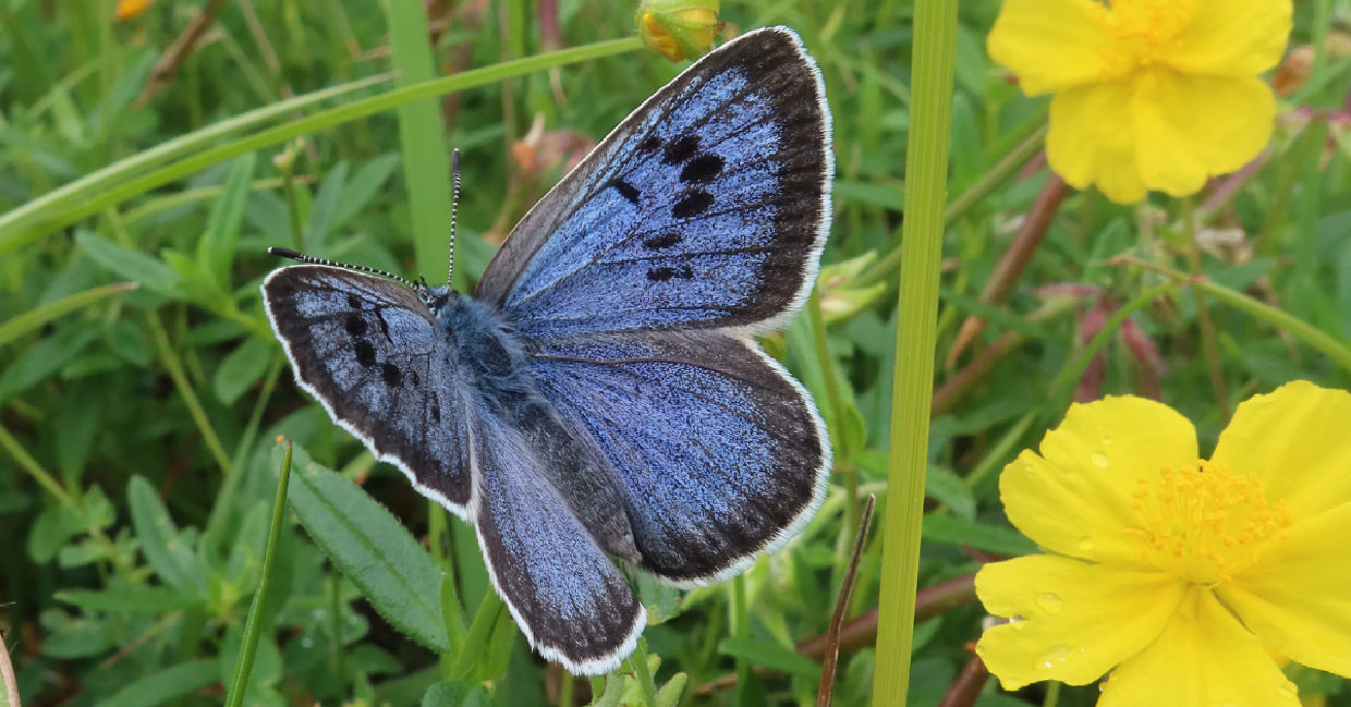 Large blue butterfly is basking among Rockrose in a new colony. Large blue butterfly is basking among Rockrose in a new colony.