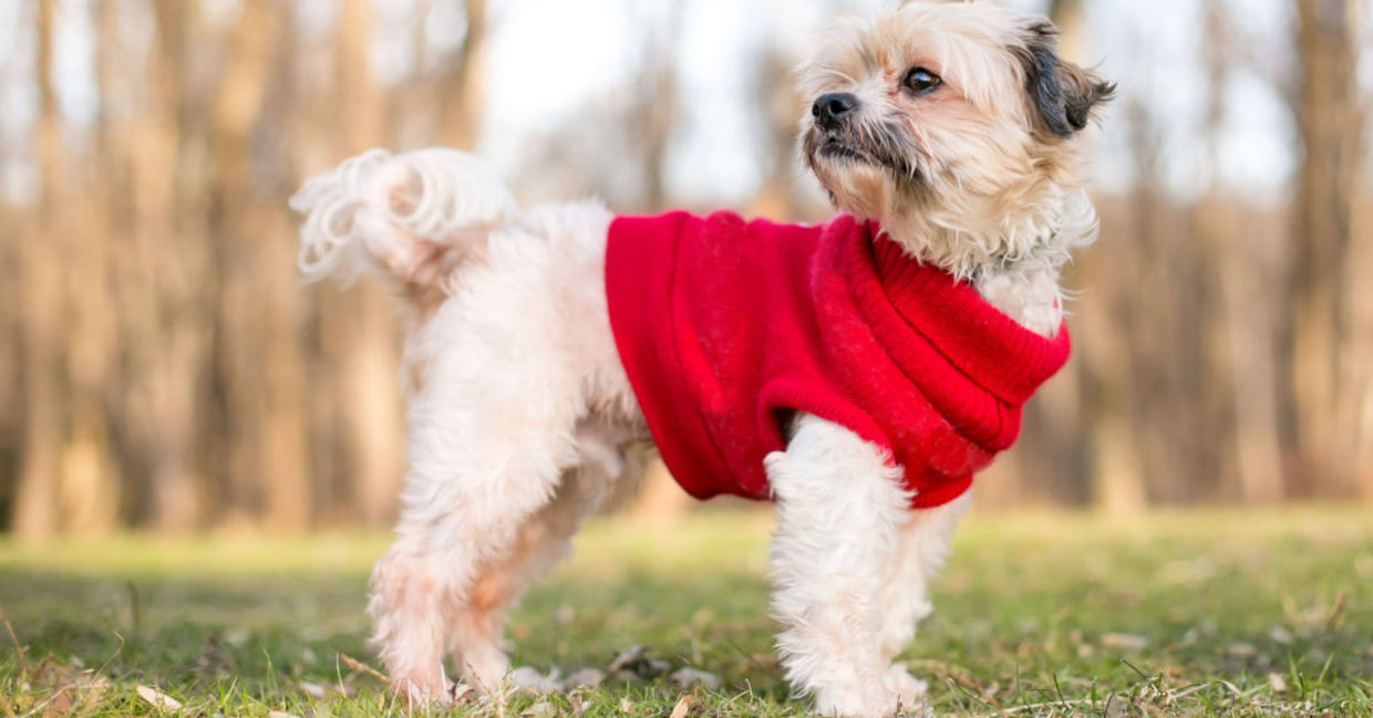 Shih Tzu dog wearing a warm sweater. Shih Tzu dog wearing a warm sweater.