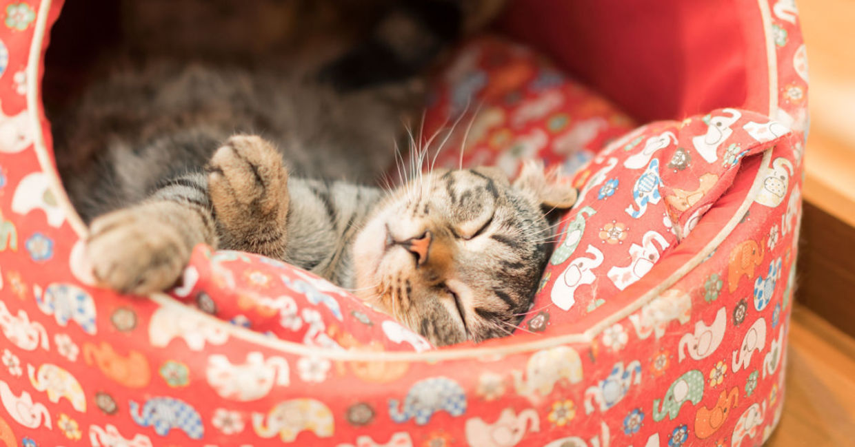 Cat sleeping in her warm bed. Cat sleeping in her warm bed.