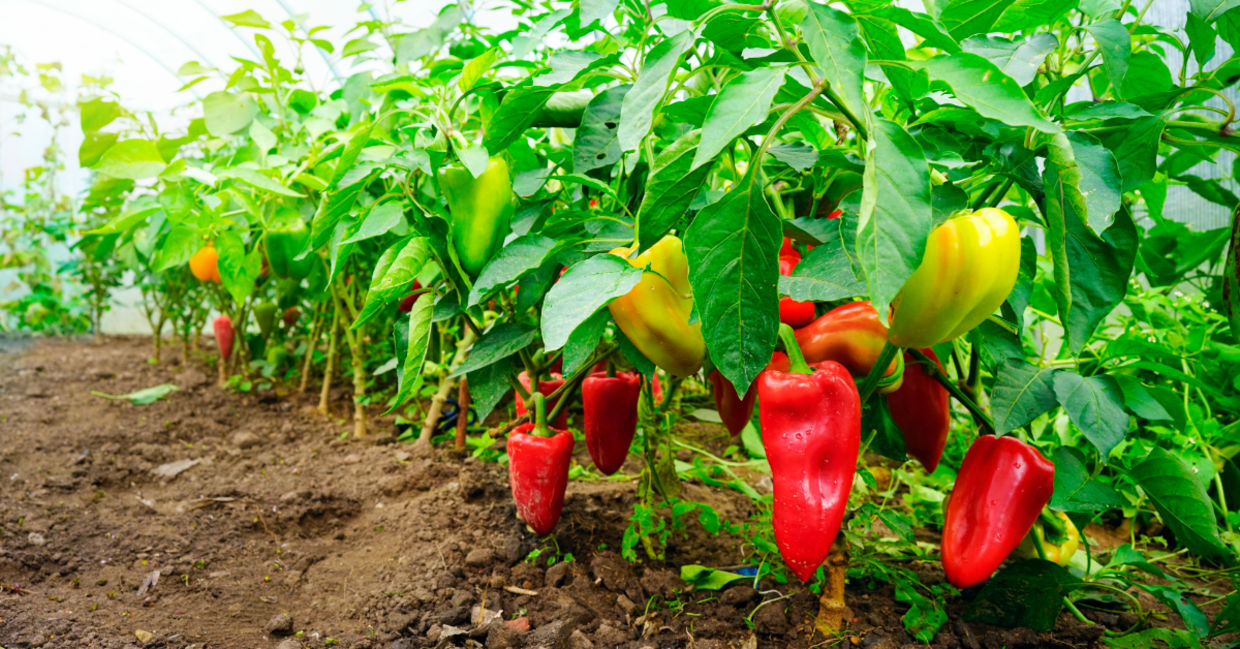 Sweet peppers. Sweet peppers.