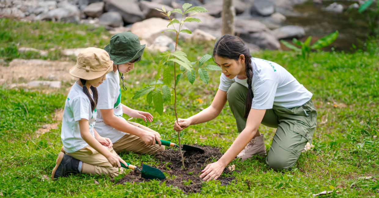 Reforestation.