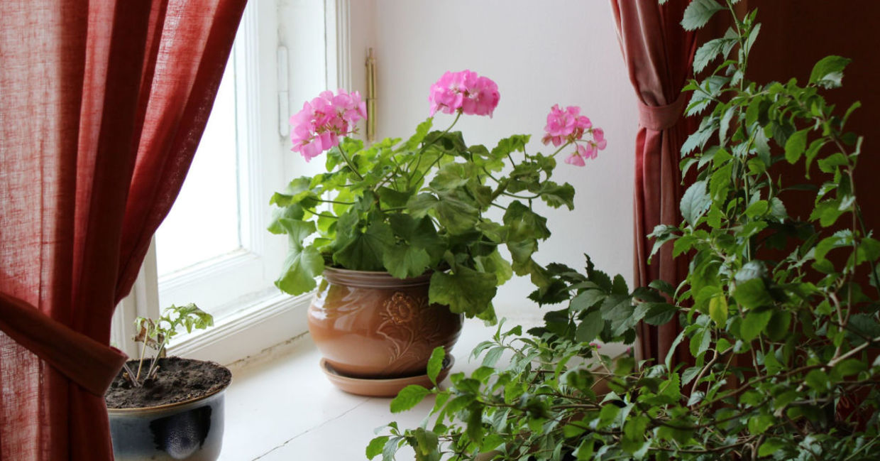 Inside potted geraniums. Inside potted geraniums.