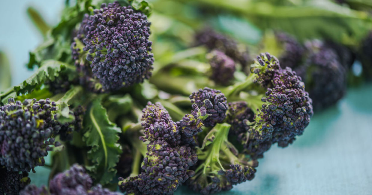 Purple broccoli. Purple broccoli.