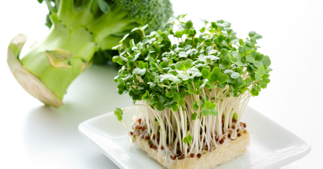 Broccoli sprouts are good for you. Broccoli sprouts are good for you.
