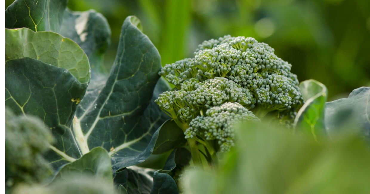 Fresh broccoli. Fresh broccoli.