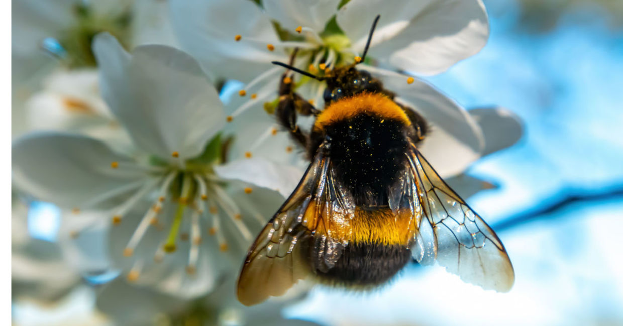 Bumblebees are very intelligent. Bumblebees are very intelligent.