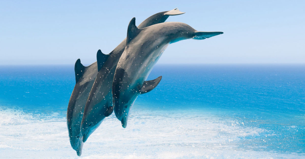 Dolphins jumping in the sea. Dolphins jumping in the sea.