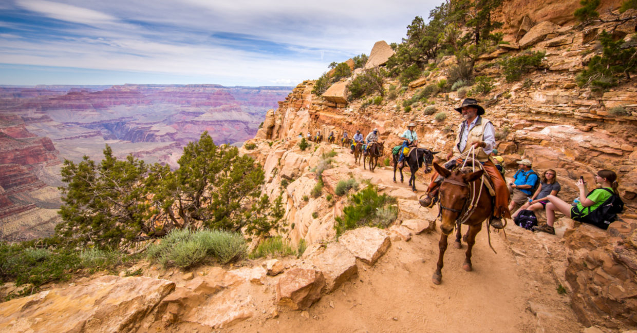 Riding a mule at the Grand Canyon. Riding a mule at the Grand Canyon.