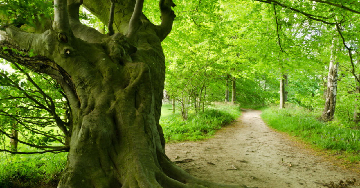 Ancient tree in Northumberland Ancient tree in Northumberland