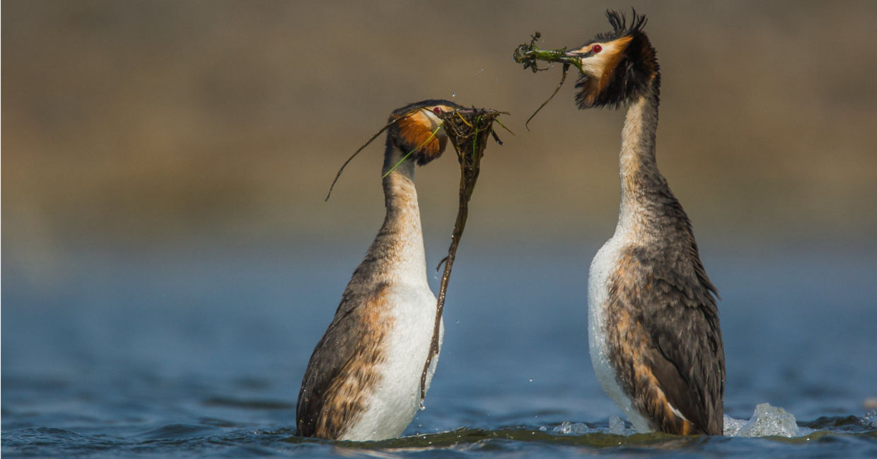 The mating dance of the pūteketeke. The mating dance of the pūteketeke.
