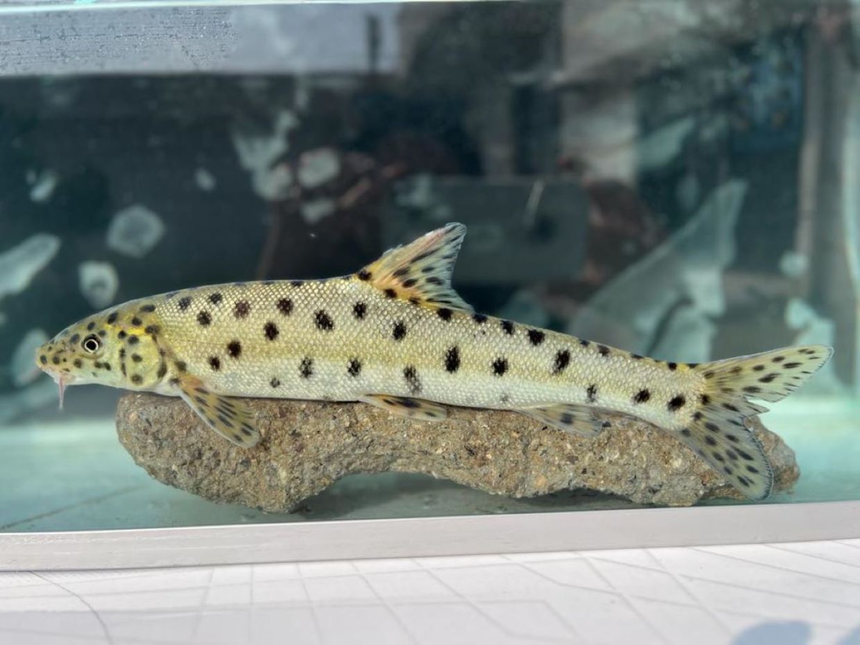 rediscovered Leopard barbel fish in a tank.. rediscovered Leopard barbel fish in a tank..