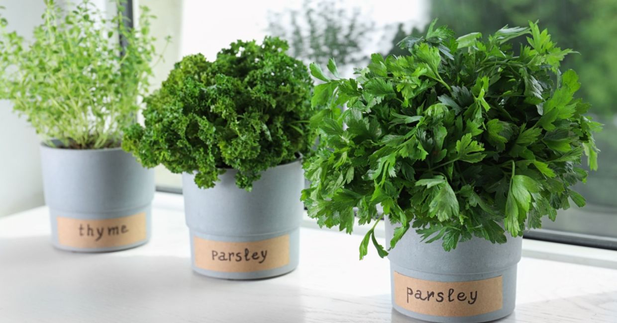 Indoor herb garden. Indoor herb garden.