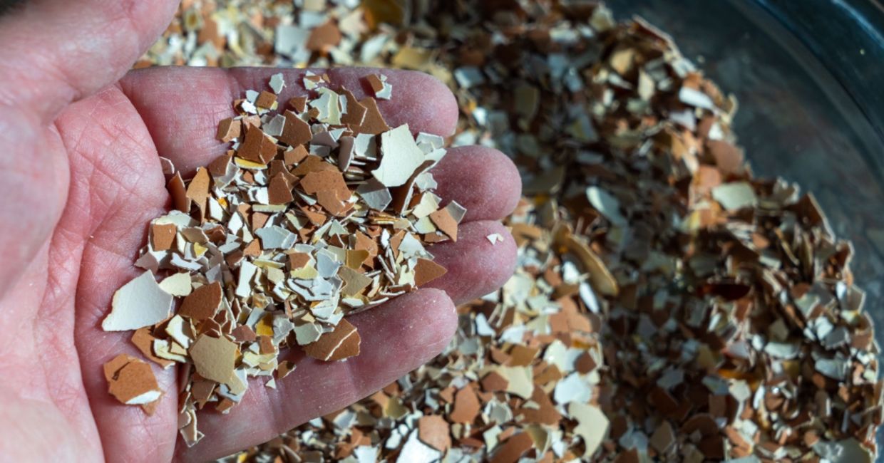 Egg shells are great for your garden. Egg shells are great for your garden.
