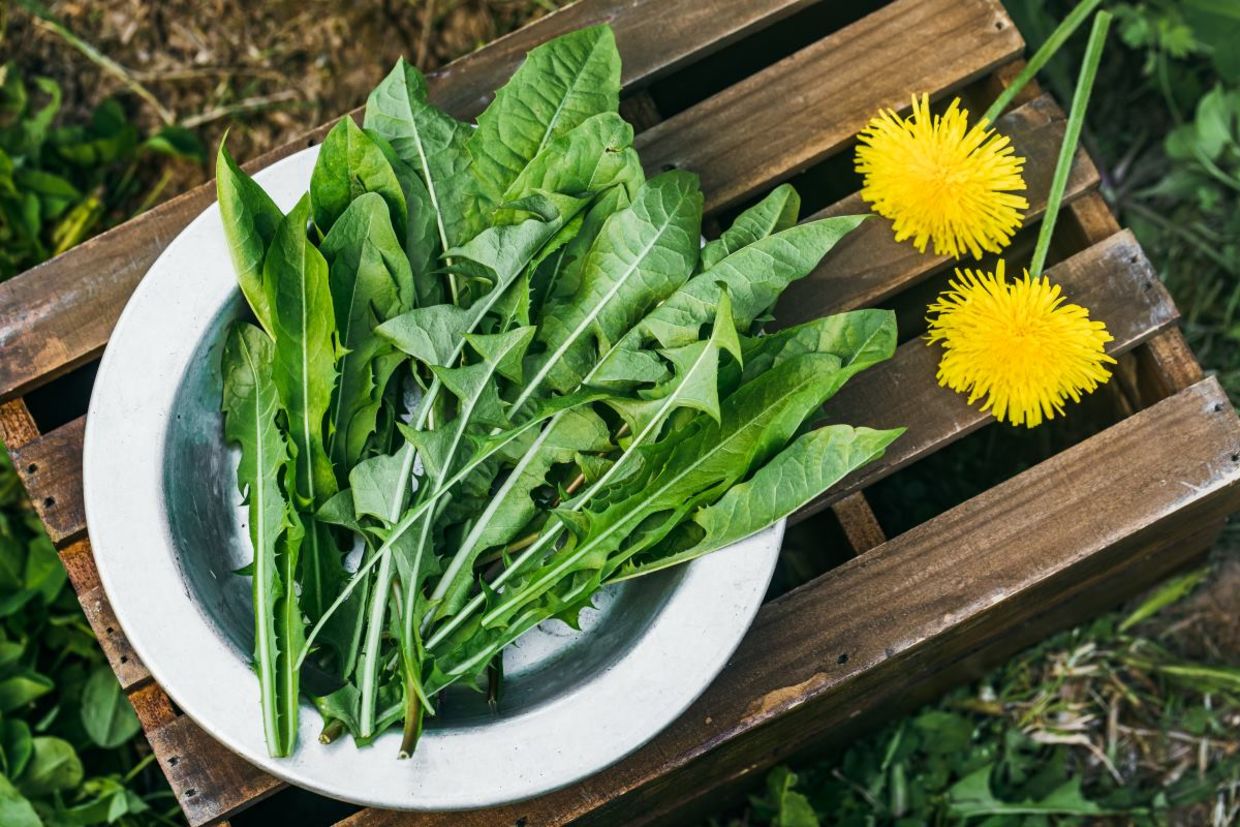 Freshly picked edible dandelion leaves in plate. Freshly picked edible dandelion leaves in plate.