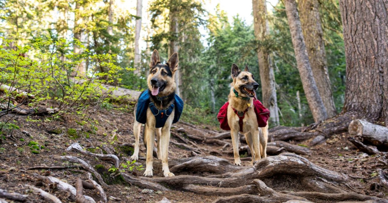 Two dogs wearing packs. Two dogs wearing packs.
