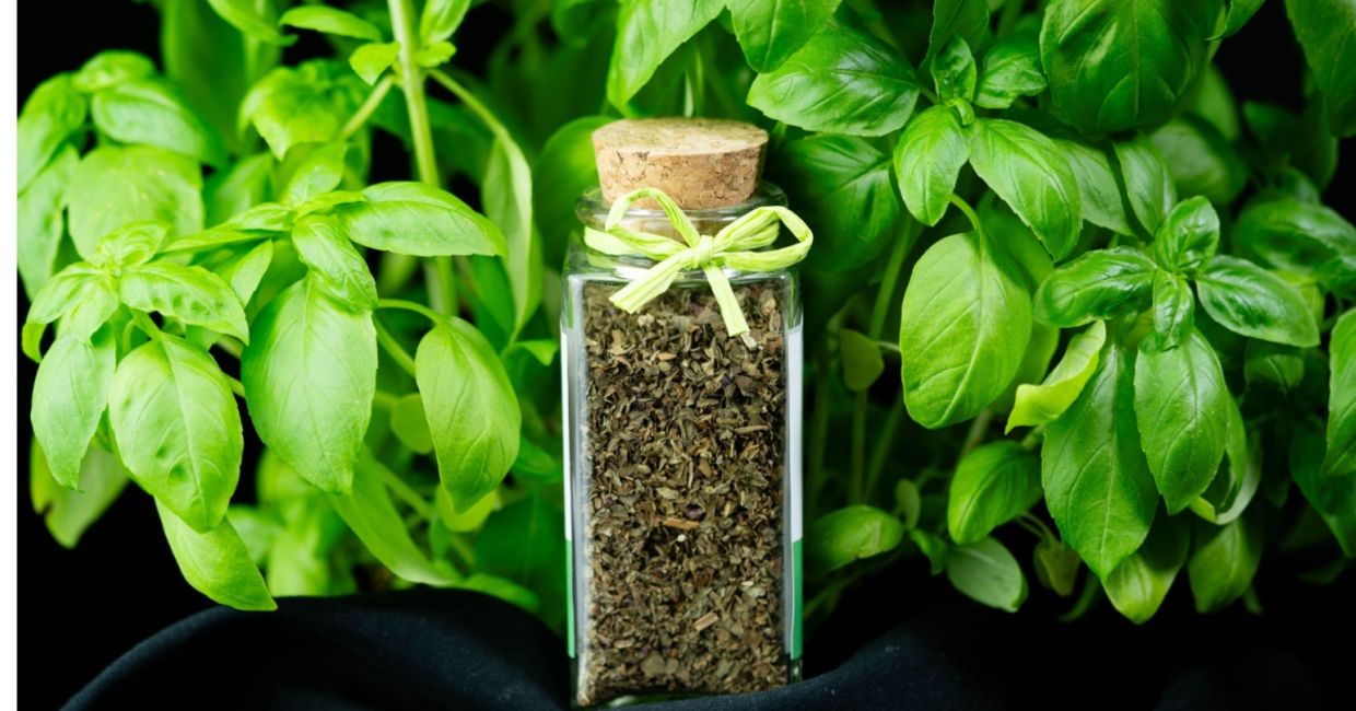 Fresh and dried basil is very good for you. Fresh and dried basil is very good for you.
