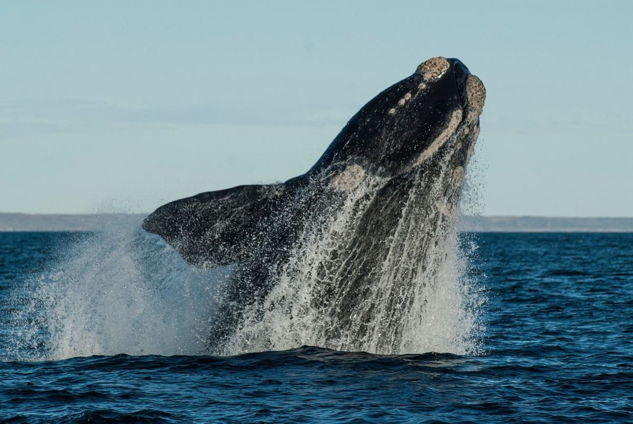 Southern right whale jumping. Southern right whale jumping.