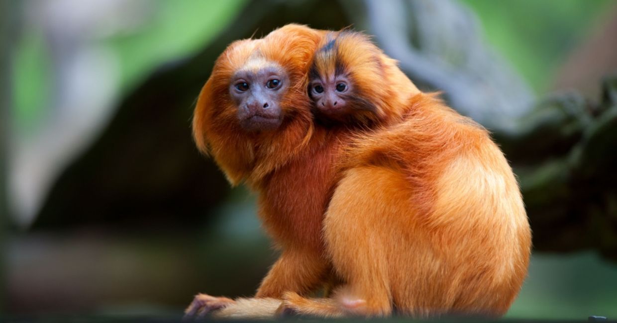 A golden lion tamarin with baby. A golden lion tamarin with baby.
