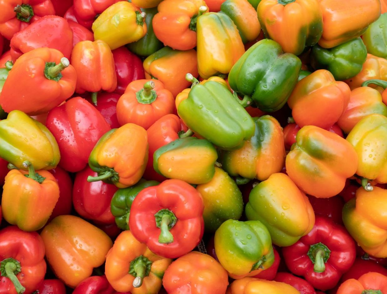 Bell peppers come in an assortment of colors. Bell peppers come in an assortment of colors.