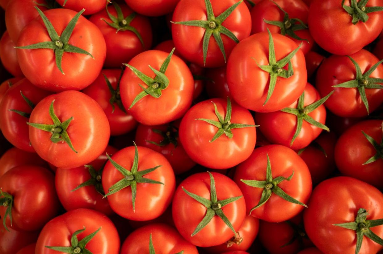 Ripe red tomatoes. Ripe red tomatoes.