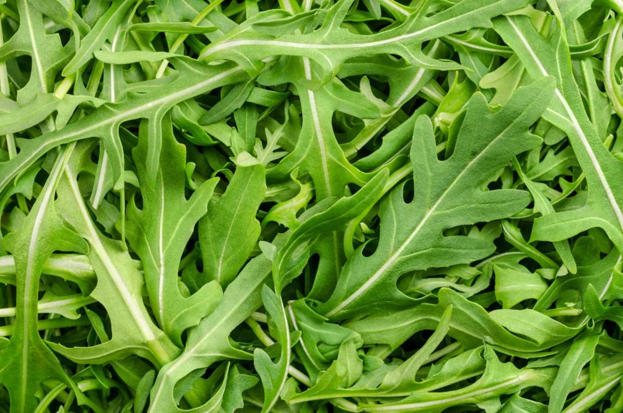 Arugula leaves. Arugula leaves.