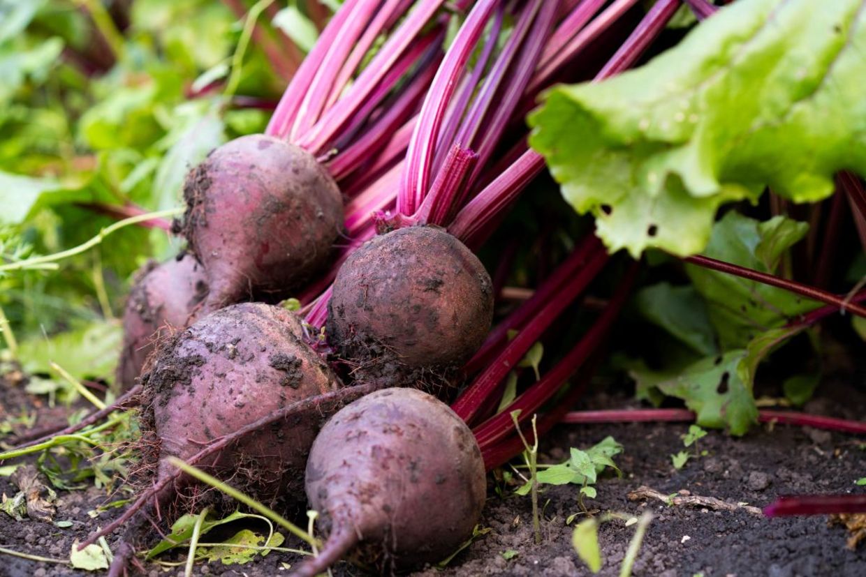 Beets ready to harvest. Beets ready to harvest.