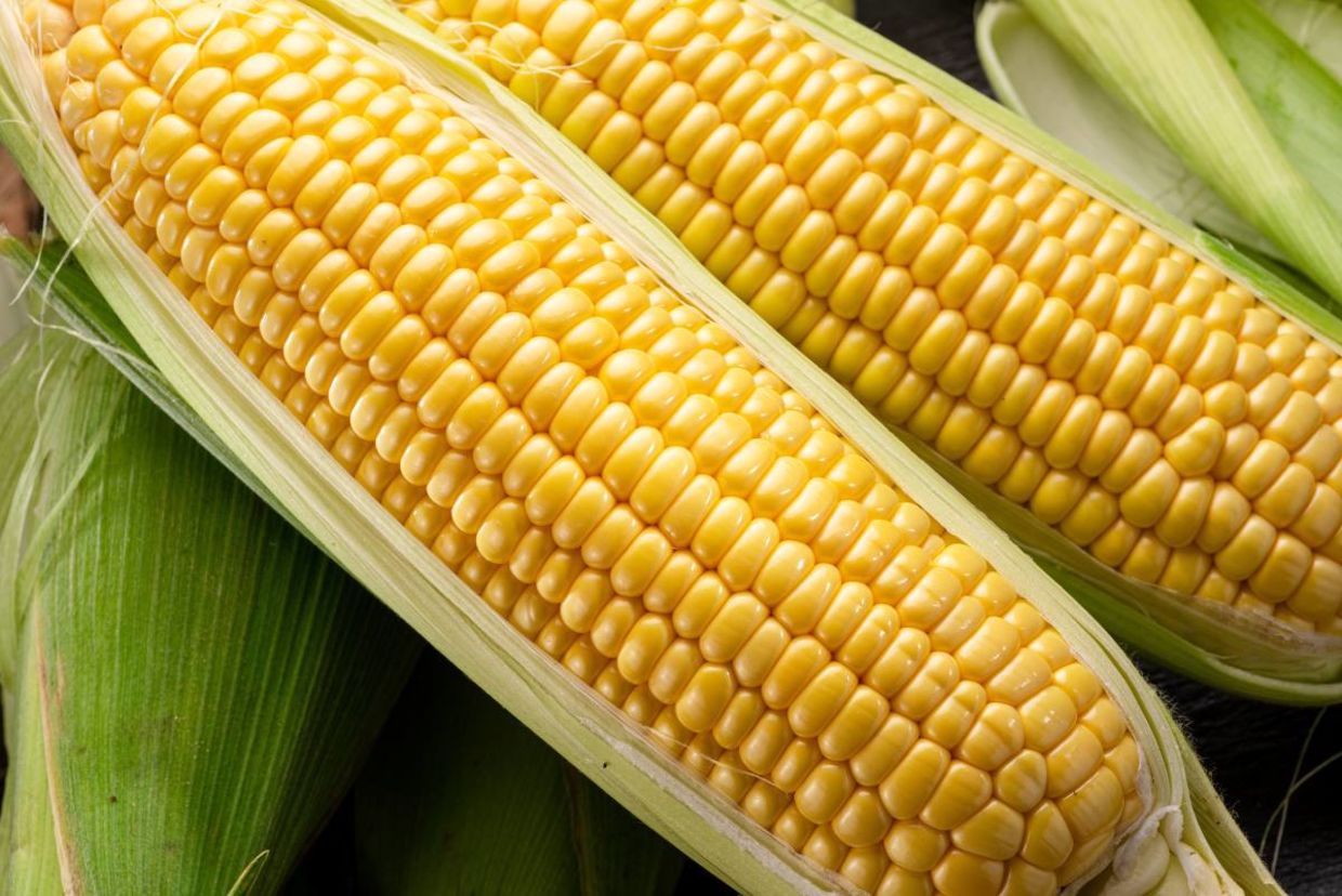 Ripe corn with leaves. Ripe corn with leaves.