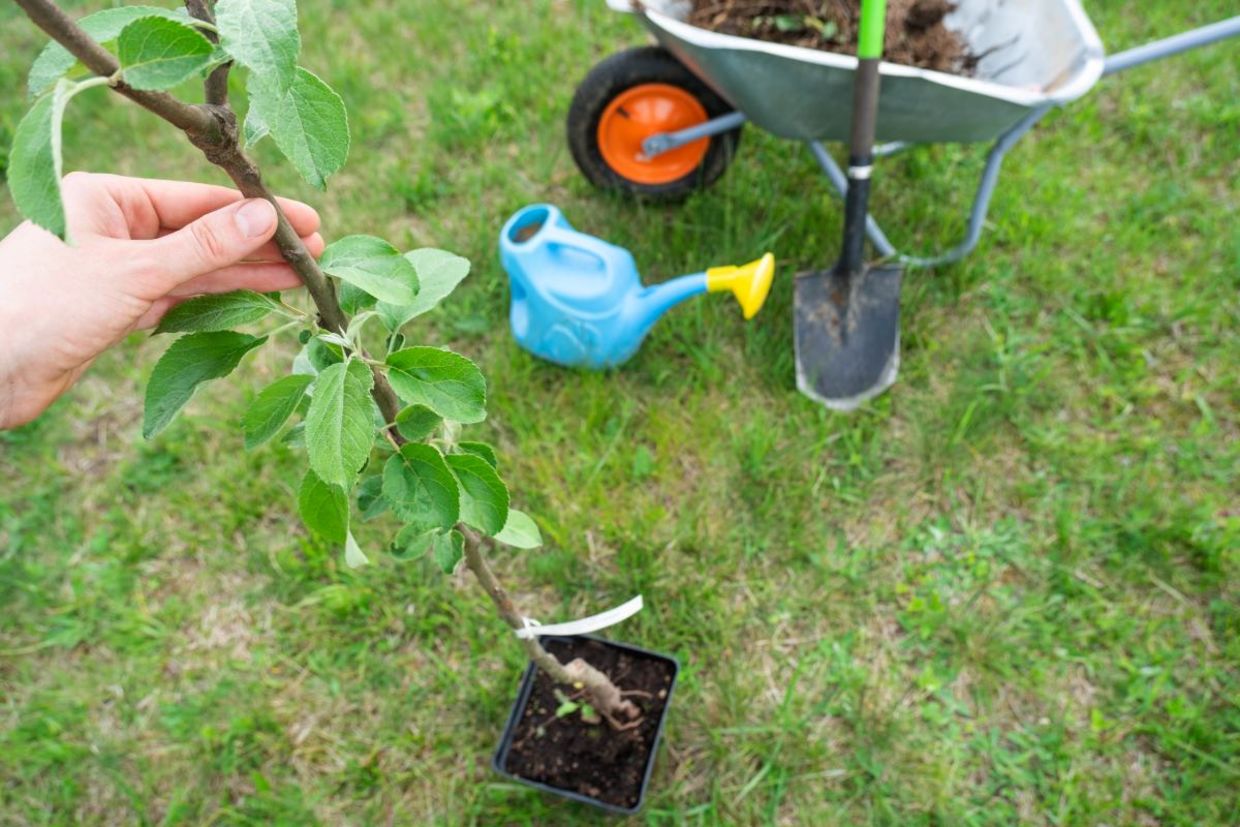 Plant a tree for tomorrow.